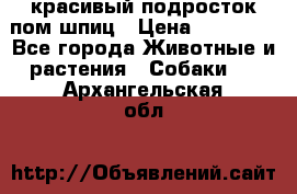красивый подросток пом шпиц › Цена ­ 30 000 - Все города Животные и растения » Собаки   . Архангельская обл.